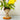 Vaso Daisy