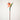 Strelitzia