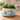 Vaso xxl tazza  celeste