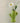 umidificatore- vasino da muro Cactussini