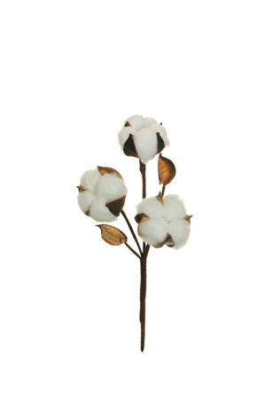 Fiore cotone spray