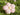 Fiori decorativo