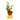 Vaso Nate